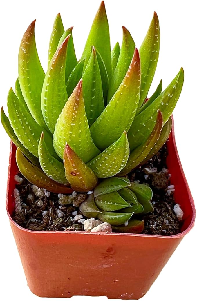 Sprout N Green Haworthia Collection, 3 Live Succulent Plant Fully Rooted in 2inch Starter Pot, Home Office Indoor Outdoor Wedding Decoration DIY Projects Party Favor, Pet-Friendly, Easy to Care