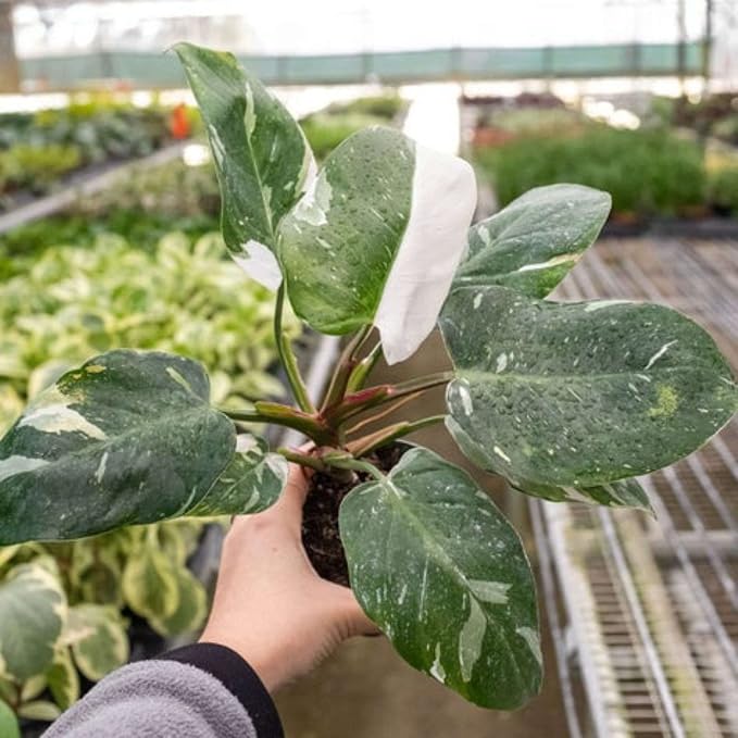 Philodendron White Princess Live Plant for Indoor | Different Houseplants in 4'' & 6'' Pot | Real House Plant for Living Room, Office, Desk & Bathroom | erubescens White Princess