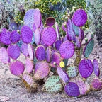 Purple Prickly Pear Cactus Live Plant in 3.5" Pot, Hardy Cactus Succulent with Purple Pads for Garden or Houseplant Decor