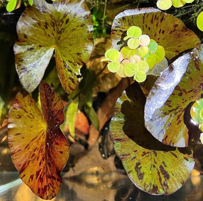 Marcus Fish Tanks - 3X Tiger Lotus Lily Nymphaea Lotus - Live Aquarium Plants - Freshwater Aquatic Plant