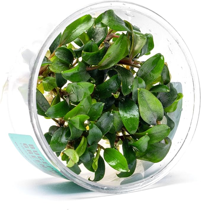 Ultum Nature Systems Live Plants - Green Wavy Buce (Bucephalandra sp.) - Low to Medium Light, Bright to Medium Green Accent Color, Foreground to Midground Placement for Aquascaping - Tissue Culture