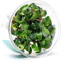 Ultum Nature Systems Live Plants - Green Wavy Buce (Bucephalandra sp.) - Low to Medium Light, Bright to Medium Green Accent Color, Foreground to Midground Placement for Aquascaping - Tissue Culture