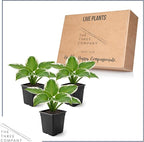 Live Perennial Hosta - Pilgrim (3 Plants Per Pack) Beautiful Accent Plant, 10" Tall by 4" Wide in 1 Qt Pot