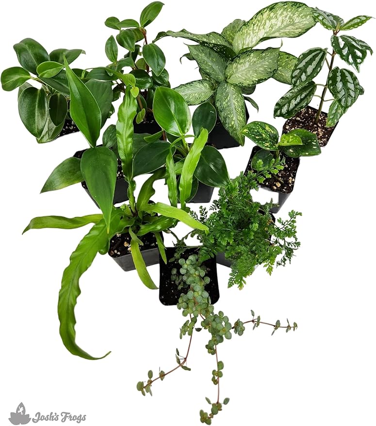 Josh's Frogs Dart Frog Vivarium Bioactive Plant Kits (29 Gallon)