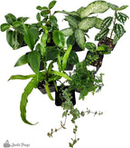 Josh's Frogs Dart Frog Vivarium Bioactive Plant Kits (29 Gallon)