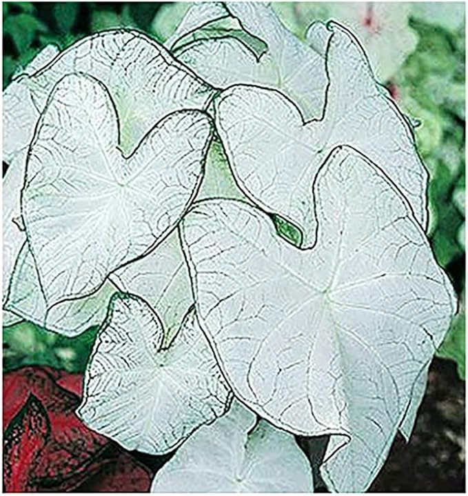 Fancy Leaf Caladium Bulbs - Moonlight Variety - Giant Caladium Plants for Stunning Garden Display - Large Size Root for Zones 9-11, Ideal for Bulk Planting & Landscaping