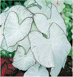 Fancy Leaf Caladium Bulbs - Moonlight Variety - Giant Caladium Plants for Stunning Garden Display - Large Size Root for Zones 9-11, Ideal for Bulk Planting & Landscaping