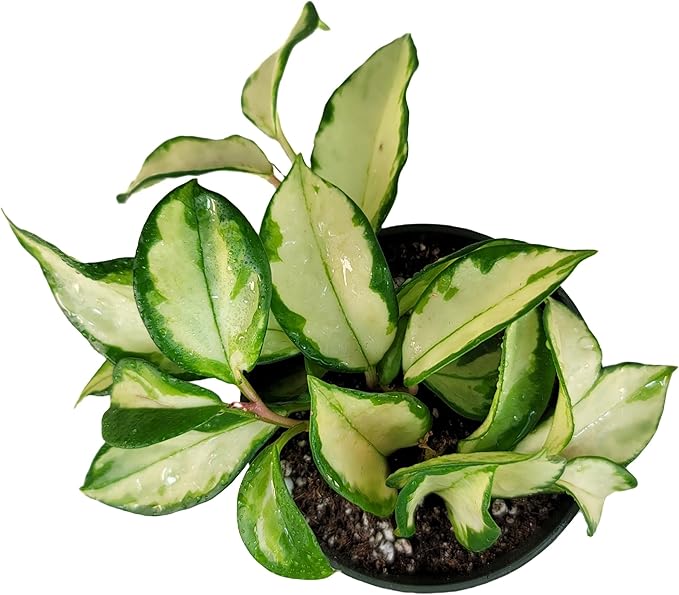 Hoya Krimson Princess, Hoya Carnosa Vareiagata, Live Hoya Plant, Live Arriaval Guarantee! (4" Pot with 2 or More Plants)