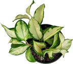 Hoya Krimson Princess, Hoya Carnosa Vareiagata, Live Hoya Plant, Live Arriaval Guarantee! (4" Pot with 2 or More Plants)