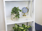Altman Plants, Live Pothos Plants (4PK) Indoor Plants Live Houseplants, Pothos Live Plant House Plants Indoors Live Plants, Money Plant Indoor Pothos Plant Decor, Devils Ivy Trailing Plants Live