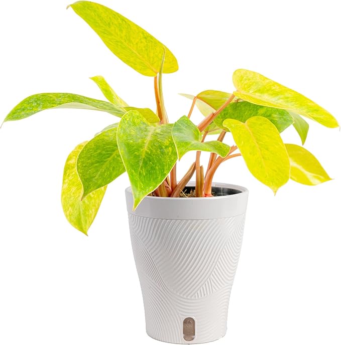 Costa Farms Philodendron Painted Lady Live Plant in Self Watering Pot, Air Purifying Indoor Houseplant, Home, Room, or Office Decor, House Warming or Birthday Gift, 12-16 Inches Tall