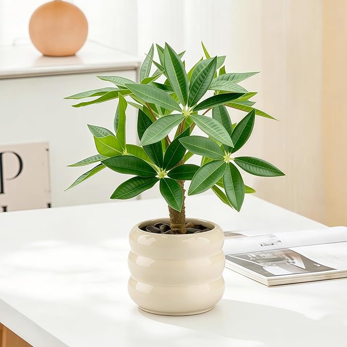 Small Money Tree Bonsai 11.4 inch Artificial Desk Plant in White Ceramic Pot, Realistic Indoor Faux Potted Pachira Money Plant for Home Office Living Room Decor(Maintenance Free)