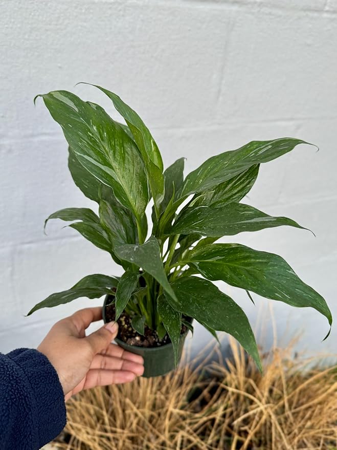 PLANTVERS Peace Lily in a 4” Grow Pot – Live Spathiphyllum – Flowering Air Purifying Plant – Easy Care & Low Maintenance Houseplant – Blooming Gift Plant (Variegated Peace Lily in a 4" Grow Pot)
