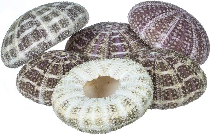 Alfonso Sea Urchins Shells for Air Plants - 6 Alphonse (2-3") Sea Urchin Shells - Hanging Air Plant Holder - Air Plants Live Holders - Air Plant Pot - No Plants Included