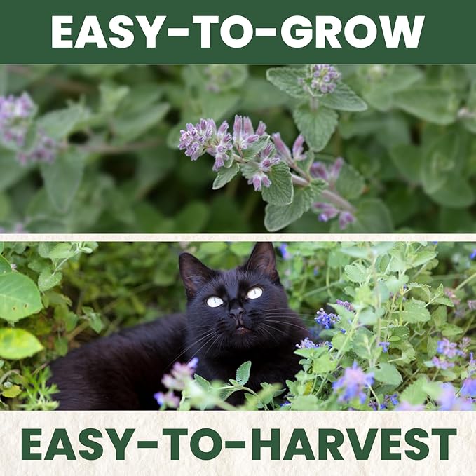 Catnip – 2,750 Premium Seeds for Planting – Fragrant Herb for Pets & Pollinators – 2026 Season – 2 Gram Pouch