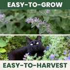 Catnip – 2,750 Premium Seeds for Planting – Fragrant Herb for Pets & Pollinators – 2026 Season – 2 Gram Pouch