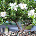 Brussel's Live Gardenia Outdoor Bonsai Tree - 6 Years Old; 10" to 14" Tall with Decorative Container