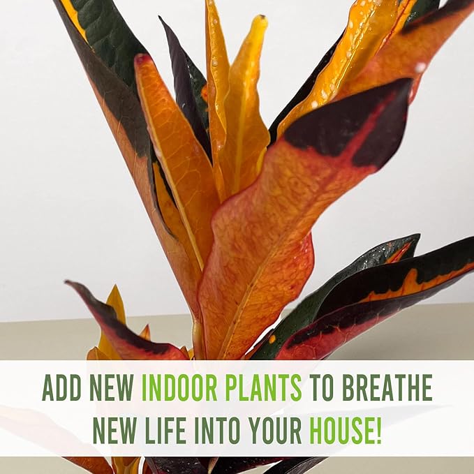 LEAL PLANTS ECUADOR Croton Peach (Pack of 2)| Vibrant Tropical Evergreen Indoor Plant | Natural Décor | Low Maintenance Houseplant for Bright Spaces | Live Decorative Croton Plant Live
