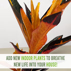 LEAL PLANTS ECUADOR Croton Peach (Pack of 2)| Vibrant Tropical Evergreen Indoor Plant | Natural Décor | Low Maintenance Houseplant for Bright Spaces | Live Decorative Croton Plant Live