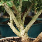 Brussel's Live Dwarf Hawaiian Umbrella Indoor Bonsai Tree - 4 Years Old; 8" to 10" Tall with Decorative Container, Humidity Tray & Deco Rock