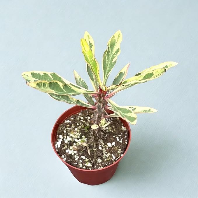 Variegated Crown of Thorns Live Plant – Euphorbia Milii Seeds Starter Plants – Rare Cactus Succulent Houseplants for Beginner – Indoor/Outdoor Decor – Easy Care Plant Gift (Heat Pack Included)