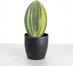 Thorsen's Greenhouse Live Variegated Whale Fin Snake Plant, Low Light, Collector Houseplant, 4-inch Diameter Mature Plant (Brushed Silver)