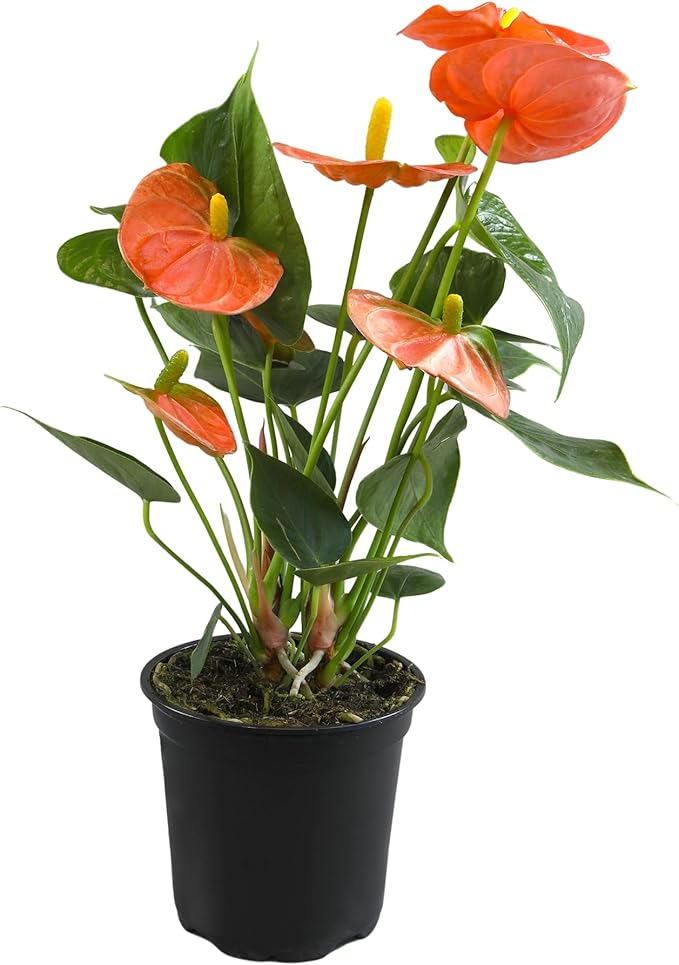 Orange Anthurium Live Plant (Approx. 11-14" Tall), Real Flowers/Unique House Plants in 4" Nursery Pot, Floral Desk Plant, Air Purifying Plants & Cool Gifts for Plant Lovers by Plants for Pets