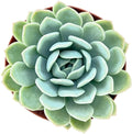 Sprout N Green Echeveria 'Suryeon', Live Succulent Plant Fully Rooted in 2" Pot with Soil Mix, House Plant for Indoor Outdoor Home Office Wedding Decoration Party Favor, Pets Friendly, Easy to Care