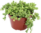 Live Succulent 4" String of Tears, Succulents Plants Live, Succulent Plants Fully Rooted, House Plant for Home Office Decoration, DIY Projects, Party Favor Gift by The Succulent Cult