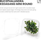 Ultum Nature Systems Live Tissue Culture - Bucephalandra Kedagang Round Mini - Easy Care - Low to Medium Light - Dark Green and Red Accent - Foreground - 100% Snail Free Grown in-Vitro - Small Cup
