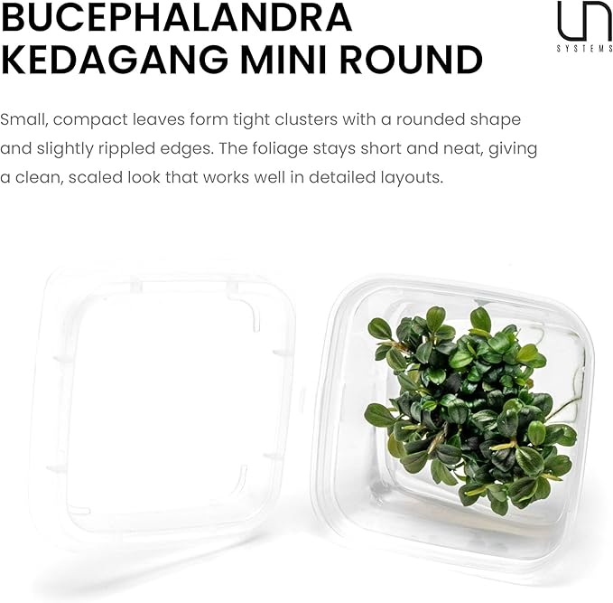 Ultum Nature Systems Live Tissue Culture - Bucephalandra Kedagang Round Mini - Easy Care - Low to Medium Light - Dark Green and Red Accent - Foreground - 100% Snail Free Grown in-Vitro - Small Cup