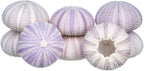 Nautical Crush Trading Sea Urchins Shells for Air Plants - 8 Purple (1.5-2.5") Sea Urchin Shells - Hanging Air Plant Holder - Air Plants Live Holders - Air Plant Pot - No Plants Included