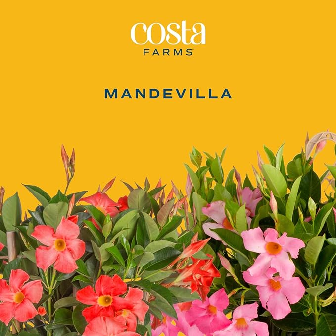 Costa Farms Mandevilla Live Plants | Pack of 4 | 1.5Pt. Houseplants, Flowering Blooms in Plant Pots | Outdoor Decor, Room Decor, Patio, Balcony | Pink Flowers