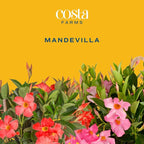 Costa Farms Mandevilla Live Plants | Pack of 4 | 1.5Pt. Houseplants, Flowering Blooms in Plant Pots | Outdoor Decor, Room Decor, Patio, Balcony | Grower's Choice Color
