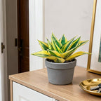 4" Live Succulent Snake Plants, Easy Care Potted Succulents, Indoor Houseplant, Unique Gifts, Home Office Décor