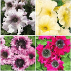 Rare Petunia Seeds for Planting - 300+ Beautiful Perennial Flowers Seeds Heirloom Vine, High Germination Rate Open Pollinated Seeds
