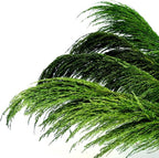 Green Pampas Grass Decor Tall,Long Dried Pampas Grass for Floor Vase, Large Natural Pompas Floral, Elegant Feather Flowers for Wedding Living Room Decorations(Natural Green, 8pcs 31.5"(80cm))