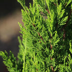 Brighter Blooms - Southern Living® Spartan Juniper, 1-2 ft. - No Shipping to AK, AZ, CA, HI