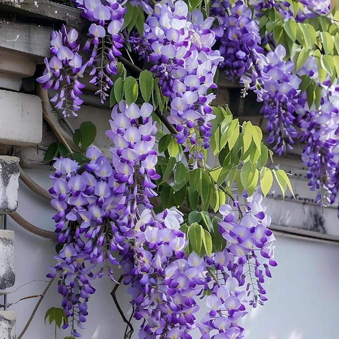 American Purple Wisteria Live Plant in 2.5 Inch Pot | Hardy, Fragrant Purple Flower | Easy-Care Climbing Vine for Landscapes, Fences & Outdoor Garden Décor