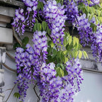 American Purple Wisteria Live Plant in 2.5 Inch Pot | Hardy, Fragrant Purple Flower | Easy-Care Climbing Vine for Landscapes, Fences & Outdoor Garden Décor