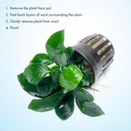 SubstrateSource Anubias Live Aquarium Plants - Potted Freshwater Plant for Fish Tanks, Terrariums - Beginner Friendly Low Light (Barteri Broad Leaf, 1 Pot)