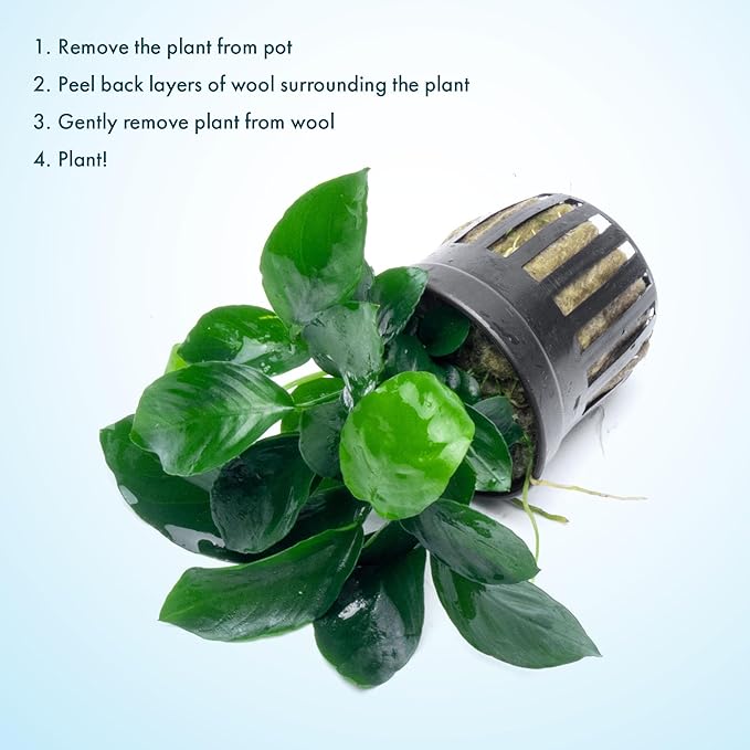 SubstrateSource Anubias Live Aquarium Plants - Potted Freshwater Plant for Fish Tanks, Terrariums - Beginner Friendly Low Light (Barteri Broad Leaf, 1 Pot)