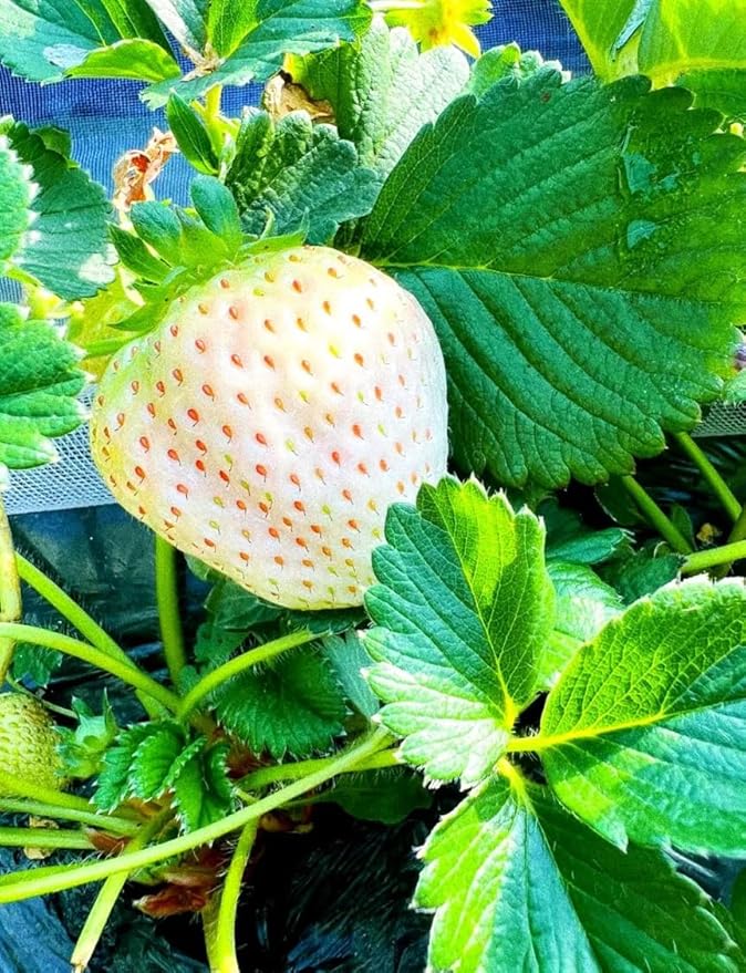 Rare Live White Pineberry Strawberry Plant - Non-GMO Fruiting Shrub in 4-Inch Nursery Pot – Creamy White Fruit with Red Seeds – Sweet & Tropical Flavor for Home Gardens and Patio Containers