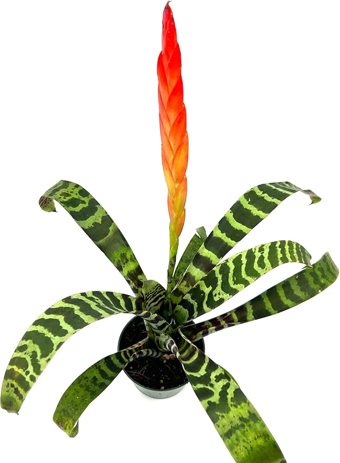 ragnaroc Live Plants – Bromeliad Vrisea Splenriet, 4-8" in 4" Pot - 1ct - Live Arrival Guaranteed - House Plants for Home Decor & Gift