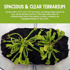 Double Venus Fly Trap Live Plant Set with Terrarium + Carnivorous Plants Food Bundle with Feeding Tweezers - Carnivorous Plant Soil and Live Indoor Venus Flytrap Pair