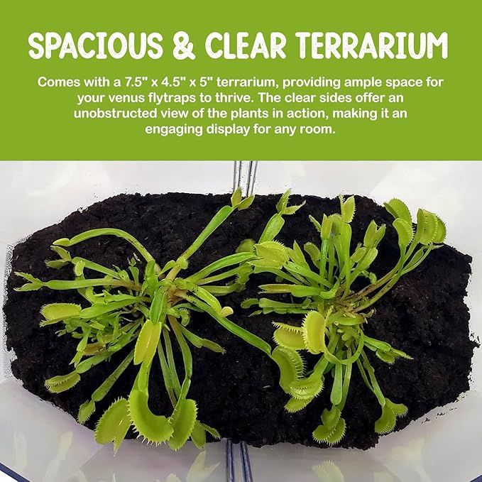Double Venus Fly Trap Live Plant Set with Terrarium + Carnivorous Plants Food Bundle with Feeding Tweezers - Carnivorous Plant Soil and Live Indoor Venus Flytrap Pair