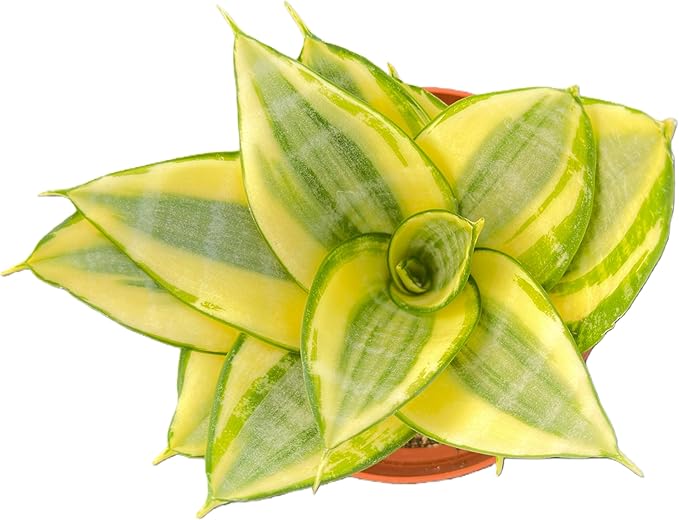 Sprout N Green Sansevieria 'Golden Hahnii', Live Snake Plant Fully Rooted in 4" Planter with Soil, Home Office Indoor Outdoor Wedding Decoration DIY Projects Party Favor