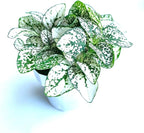 Hypoestes White Splash Live Potted House Plants, 2" Pots