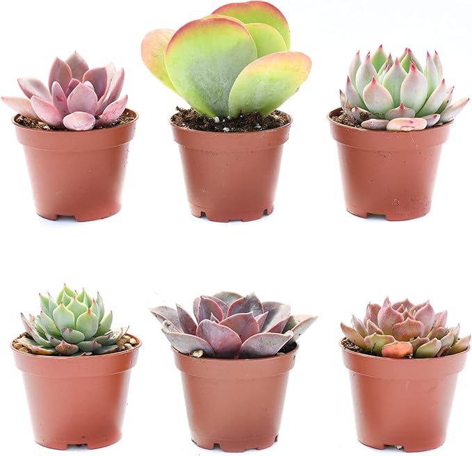 Colorful Succulents 6 Pack - Assorted 2 Inch - Live Succulent Plants - Fully Rooted Succulents