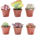 Colorful Succulents 6 Pack - Assorted 2 Inch - Live Succulent Plants - Fully Rooted Succulents